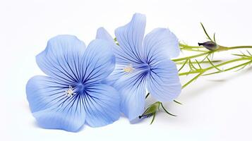 Photo of beautiful Flax flower isolated on white background. Generative AI