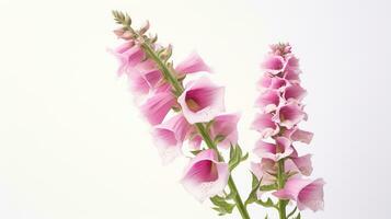 Photo of beautiful Foxglove flower isolated on white background. Generative AI