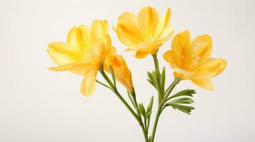 Photo of beautiful Freesia flower isolated on white background. Generative AI