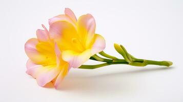 Photo of beautiful Freesia flower isolated on white background. Generative AI