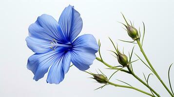 Photo of beautiful Flax flower isolated on white background. Generative AI