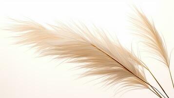 Photo of beautiful Feather Reed Grass flower isolated on white background. Generative AI