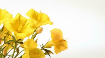 Photo of beautiful Evening Primrose flower isolated on white background. Generative AI