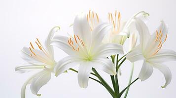 Photo of beautiful Fairy Lily flower isolated on white background. Generative AI