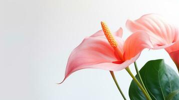 Photo of beautiful Flamingo flower isolated on white background. Generative AI