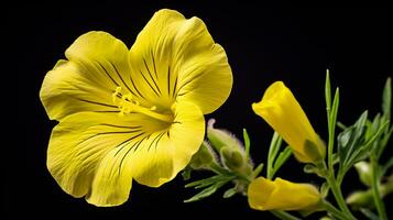 Photo of beautiful Evening Primrose flower isolated on white background. Generative AI