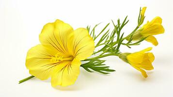 Photo of beautiful Evening Primrose flower isolated on white background. Generative AI