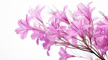 Photo of beautiful Fireweed flower isolated on white background. Generative AI