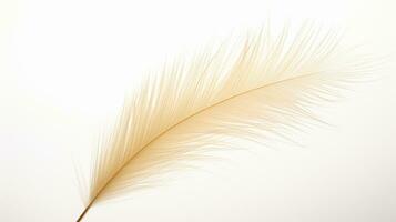 Photo of beautiful Feather Reed Grass flower isolated on white background. Generative AI