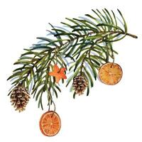 Watercolor Christmas set of fir branch with cones and dry oranges. Hand painted holiday elements with winter plants. Floral illustration for design, print, fabric. vector