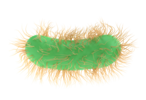 3d hacer ilustración escherichia coli de patógeno bacteria bacterias medicamento, salmonela tifosa con flagelos microscópico ver en líquido. médico virus, científico concepto con microbio y germen png