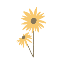 Hand drawn sunflower floral minimal pastel colour png