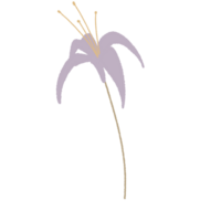 mão desenhado lírio flor floral mínimo pastel cor png