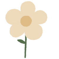 Hand drawn daisy flower floral minimal pastel colour png