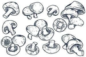 Hand drawn set of Shitake mushroom isolated on white background. vector