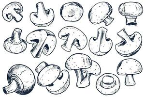 Hand drawn set of champignons mushroom isolated on white background. vector