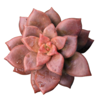 red pink rosette succulent cut-out, close-up die-cut png