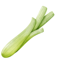 spring onion on a transparent background png