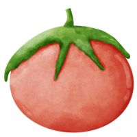 tomate aquarelle agrafe art png