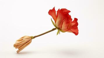 Photo of beautiful Drumstick flower isolated on white background. Generative AI