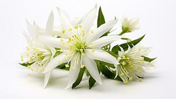 Photo of beautiful Edelweiss flower isolated on white background. Generative AI