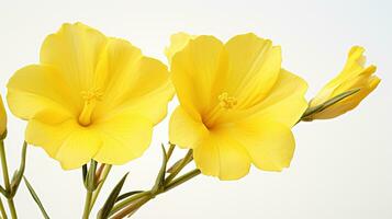 Photo of beautiful Evening Primrose flower isolated on white background. Generative AI