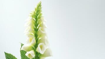 Photo of beautiful Digitalis flower isolated on white background. Generative AI