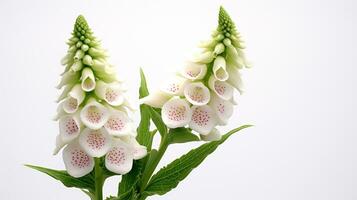 Photo of beautiful Digitalis flower isolated on white background. Generative AI