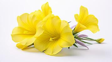 Photo of beautiful Evening Primrose flower isolated on white background. Generative AI