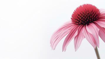 Photo of beautiful Echinacea flower isolated on white background. Generative AI