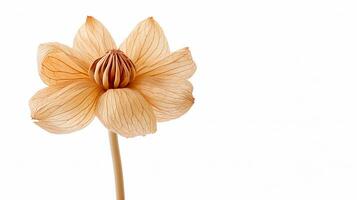 Photo of beautiful Drumstick flower isolated on white background. Generative AI