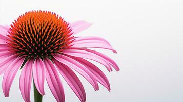 Photo of beautiful Echinacea flower isolated on white background. Generative AI