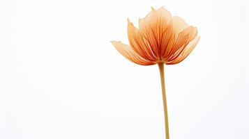 Photo of beautiful Drumstick flower isolated on white background. Generative AI