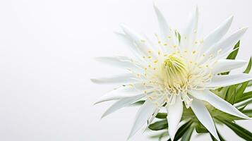 Photo of beautiful Edelweiss flower isolated on white background. Generative AI