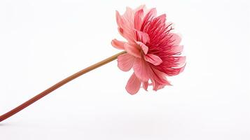 Photo of beautiful Drumstick flower isolated on white background. Generative AI