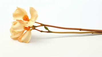 Photo of beautiful Drumstick flower isolated on white background. Generative AI