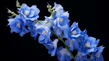 Photo of beautiful Delphinium flower isolated on white background. Generative AI