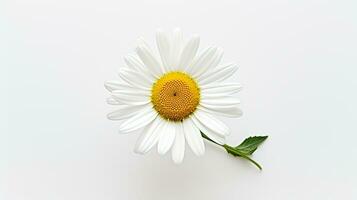 Photo of beautiful Daisy flower isolated on white background. Generative AI