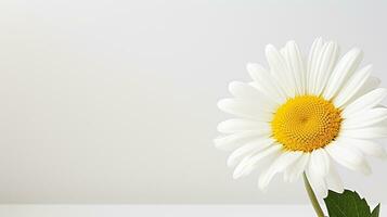 Photo of beautiful Daisy flower isolated on white background. Generative AI