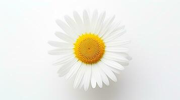 Photo of beautiful Daisy flower isolated on white background. Generative AI