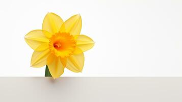 Photo of beautiful Daffodil flower isolated on white background. Generative AI