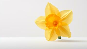 Photo of beautiful Daffodil flower isolated on white background. Generative AI