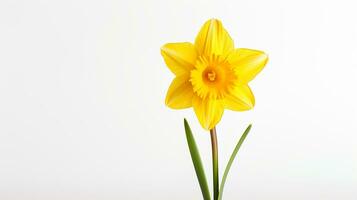 Photo of beautiful Daffodil flower isolated on white background. Generative AI