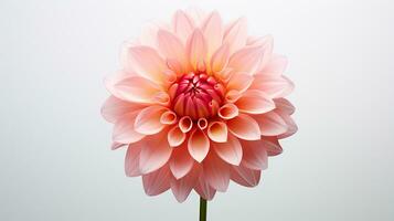 Photo of beautiful Dahlia flower isolated on white background. Generative AI