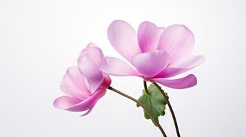 Photo of beautiful Cyclamen flower isolated on white background. Generative AI