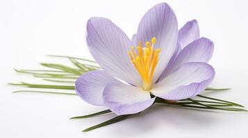 Photo of beautiful Crocus flower isolated on white background. Generative AI