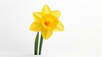 Photo of beautiful Daffodil flower isolated on white background. Generative AI