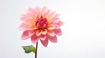 Photo of beautiful Dahlia flower isolated on white background. Generative AI