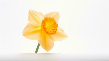 Photo of beautiful Daffodil flower isolated on white background. Generative AI