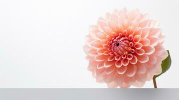 Photo of beautiful Dahlia flower isolated on white background. Generative AI
